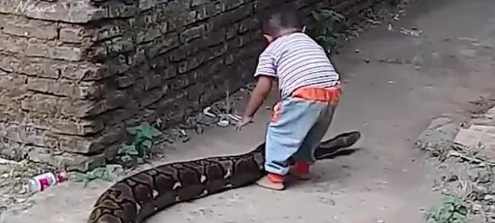 Τρομακτικό: Νήπιο παίζει με πελώριο πύθωνα στην αυλή του σπιτιού του (βίντεο)